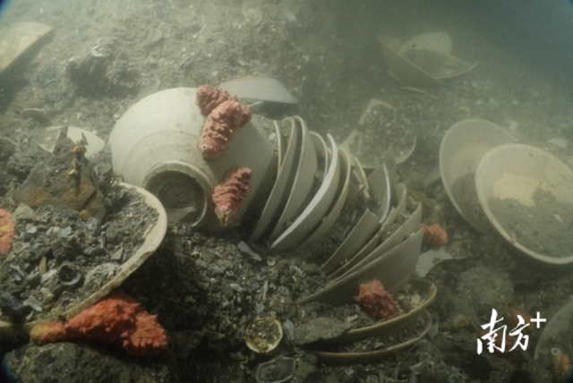 南澳二号沉船遗址船货堆积。 南澳二号沉船遗址船货堆积。